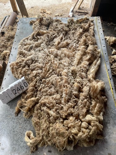 Norfolk horn raw unwashed - horn,