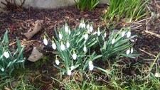 25+SINGLE SNOWDROP BULBS IN