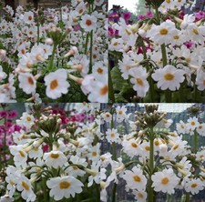 4 X plants of Primula japonica