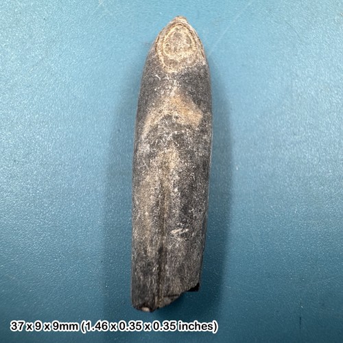 Norfolk belemnite cretaceous - belemnite,,