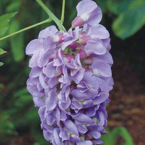 Wisteria amethyst falls - wisteria, falls'