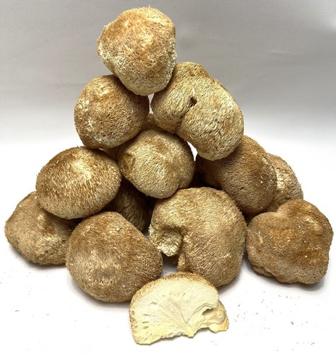 Dried whole lions main - lions,