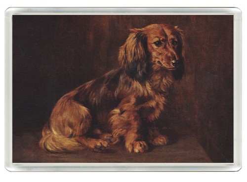 Dachshund long haired - dachshund,