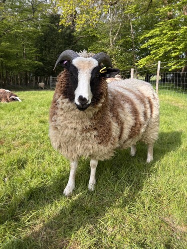 Jacob ewe lamb fleece - for, sale