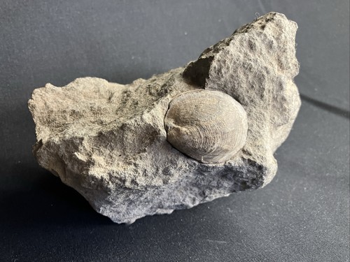 Nature prehistoric jurassic - prehistoric,
