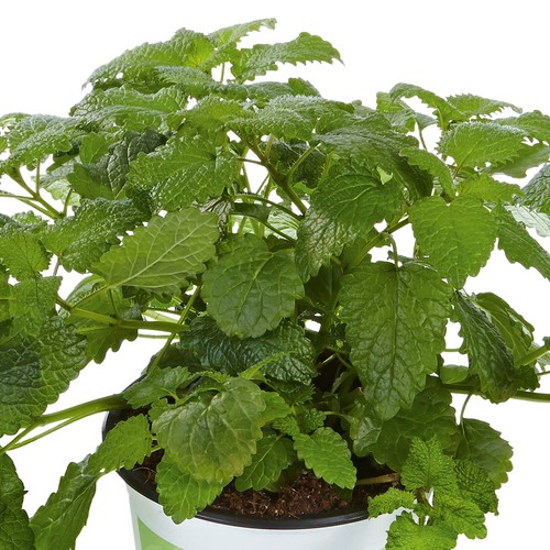 Lemon balm fit - lemon,