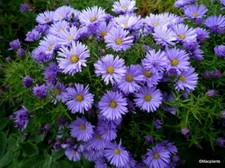 5x Michaelmas Daisy Plants