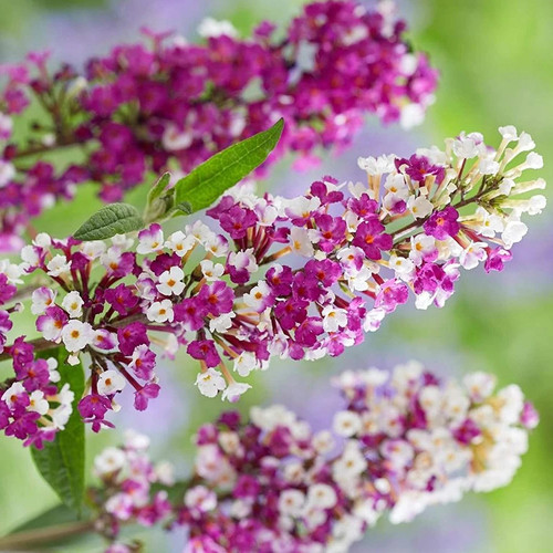 Buddleia berries and cream - 'berries,