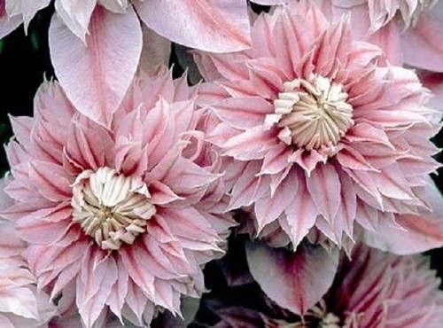 Double light pink clematis - double,