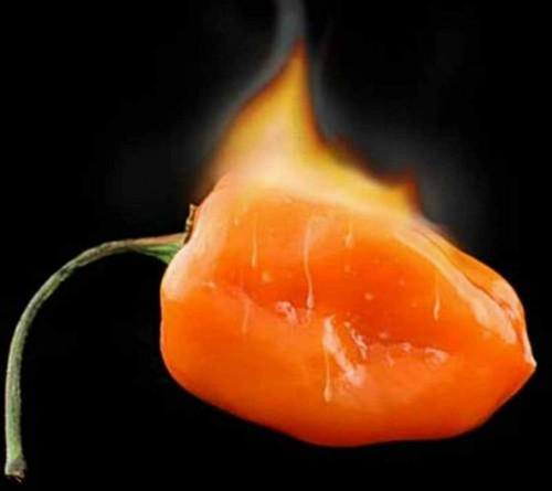 Habanero orange chilli peppers - orange,
