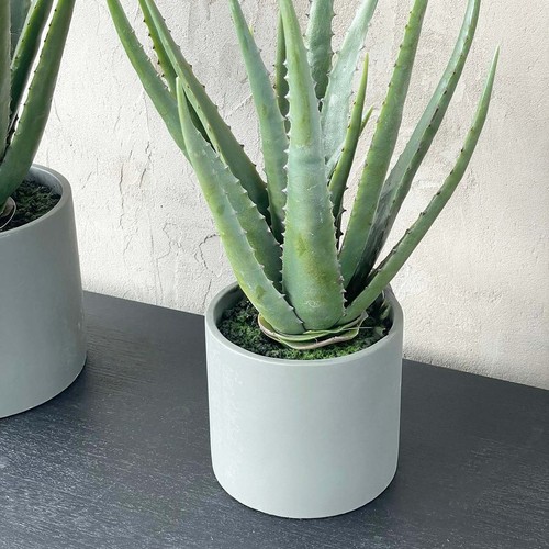 Indoor aloe vera - indoor,