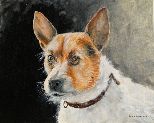 Jack russell david - -,
