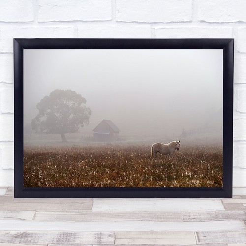 Morning fog house - morning,