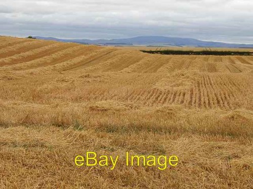 Photo 6x4 oat - 6x4, straw