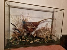 Common British Pheasant Male and Female Bird And Irish Jay In Showcase
