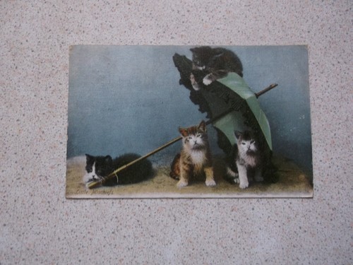 Raphael tuck postcard 4 - tuck, cats