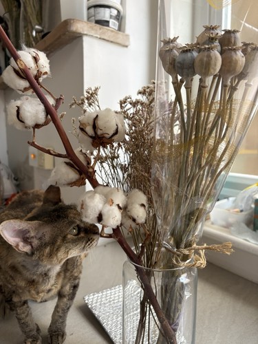 Dried flowers for - for,