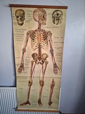 Vintage Human Anatomy Body Wall Chart Poster Medical training aid  by J.Teck