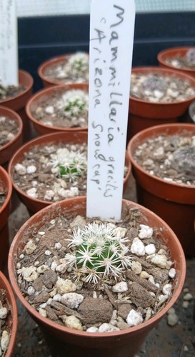 Mammillaria gracilis arizona - mammillaria, 'arizona
