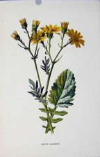 Original Old Antique Print Water Rag Wort Plant Wild Flower Fine Art