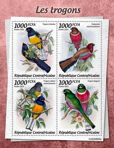Trogons trogon tropical - trogons,
