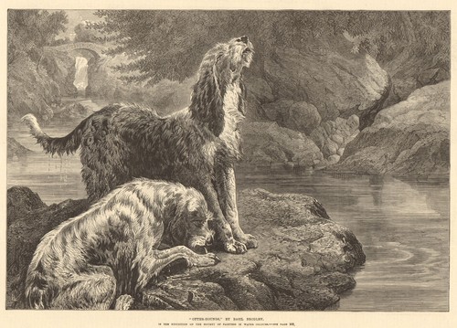 Otter hounds by - by, basil
