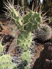 PRICKLY PEAR OPUNTIA