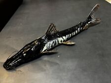 Rare  taxidermy Amazon Armed Cat Fish