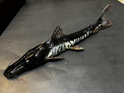 Rare taxidermy amazon armed - ,