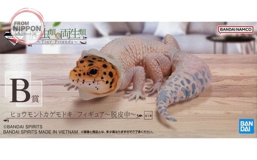 Leopard gecko moulting - leopard,