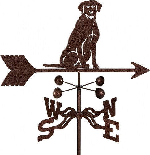 Vane labrador retriever dog - vane,