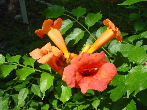 Campsis radicans flamenco - flamenco, in