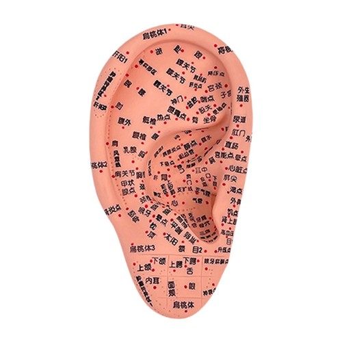 Ear model educational - ear,