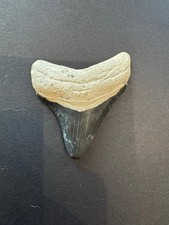 Fossil Megalodon Shark Tooth- North Carolina 1.75’’- Serrated Miocene- authentic
