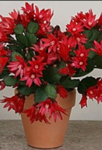 Red hatiora gaertneri - red, /