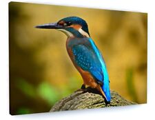 STUNNING BLUE KINGFISHER BIRD CANVAS PICTURE PRINT WALL ART 