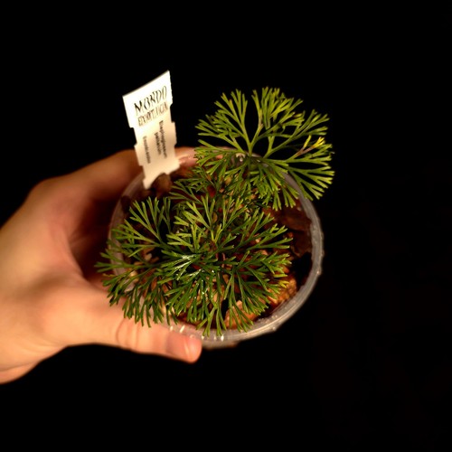 Elaphoglossum peltatum fern - elaphoglossum,