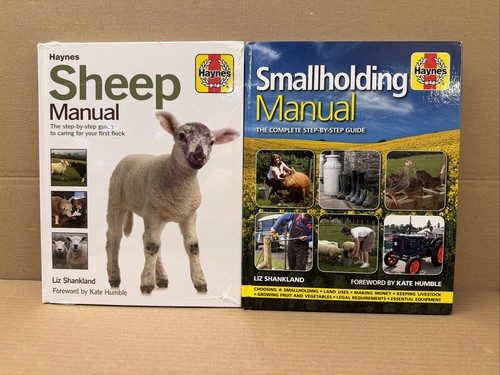Haynes sheep smallholding - sheep,