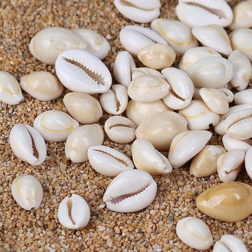 Small sea shells - shells, assorted