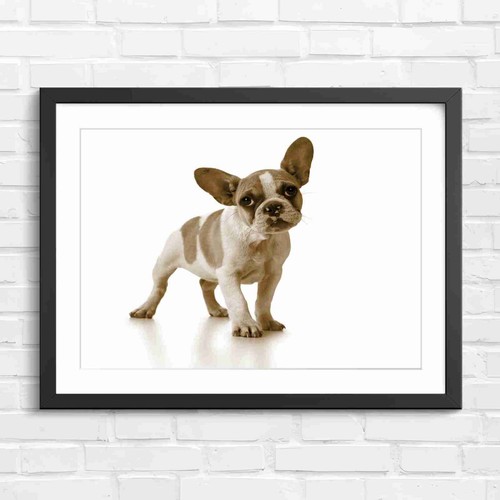 Adorable french bulldog puppy - adorable,