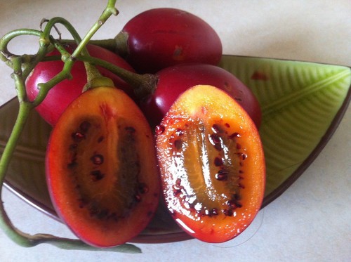 Tamarillo tomato tree 5 - tomato,