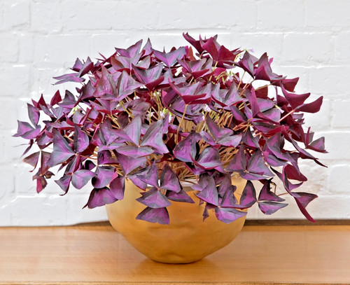 Oxalis triangularis - 10,