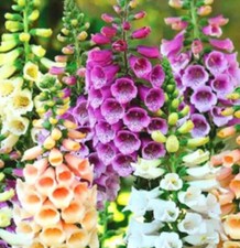 300 х Digitalis Foxglove Foxy Mix seeds.NON GMO