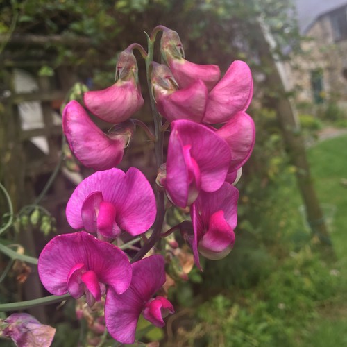 Perennial sweet pea seeds