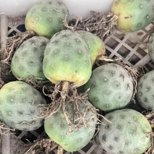 1pieces 5cm cactis live - 1pieces,