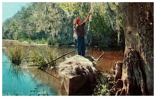 Gathering spanish moss from - gathering,