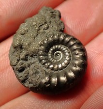 Pyrite Eoderoceras bispinigerum ammonite fossil (25 mm) Jurassic Coast UK gift