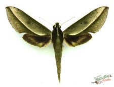 Xylophanes Amadis Sphinx Hawk