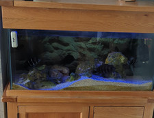 Aquaoak complete aquarium - aquaoak,