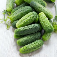 x12 Cucumber Plug Plants